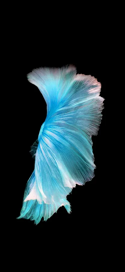 1170x2532