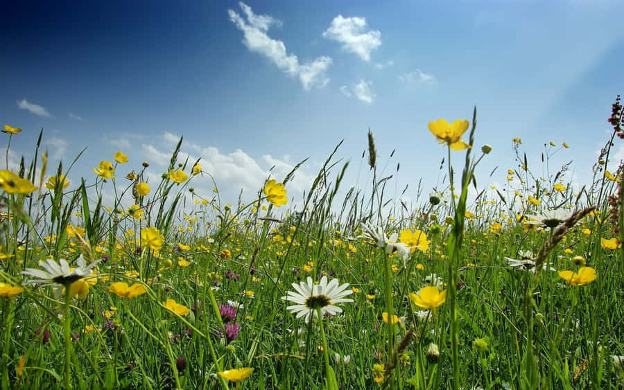Nadadiz "primavera" como um campo colorido de flores selvagens!