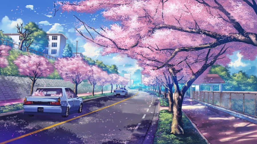 AnimeKirschblüte Autos, die im Hintergrund fahren
