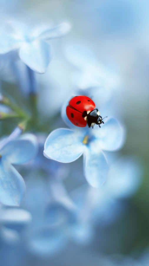 Ladybug Iphone