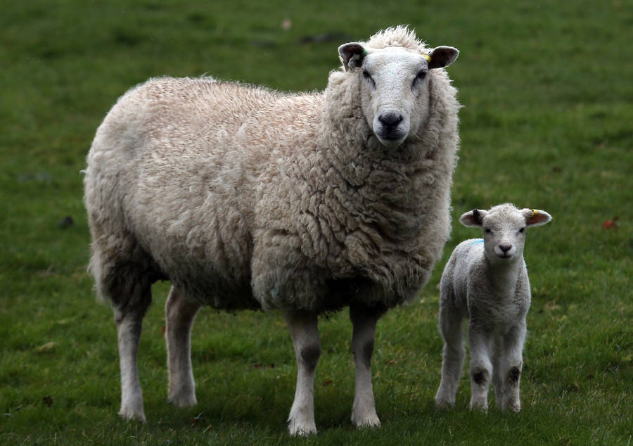 Download Lamb Next To Big Sheep Wallpaper 