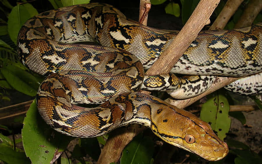Låsop for potentialet i Python