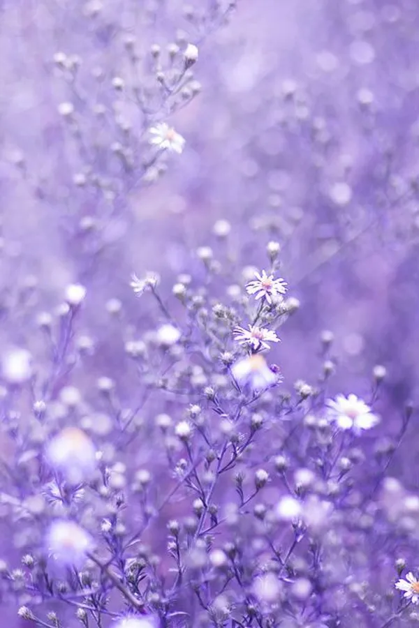 250+ Celestial Dreams A Purple Aesthetic Background