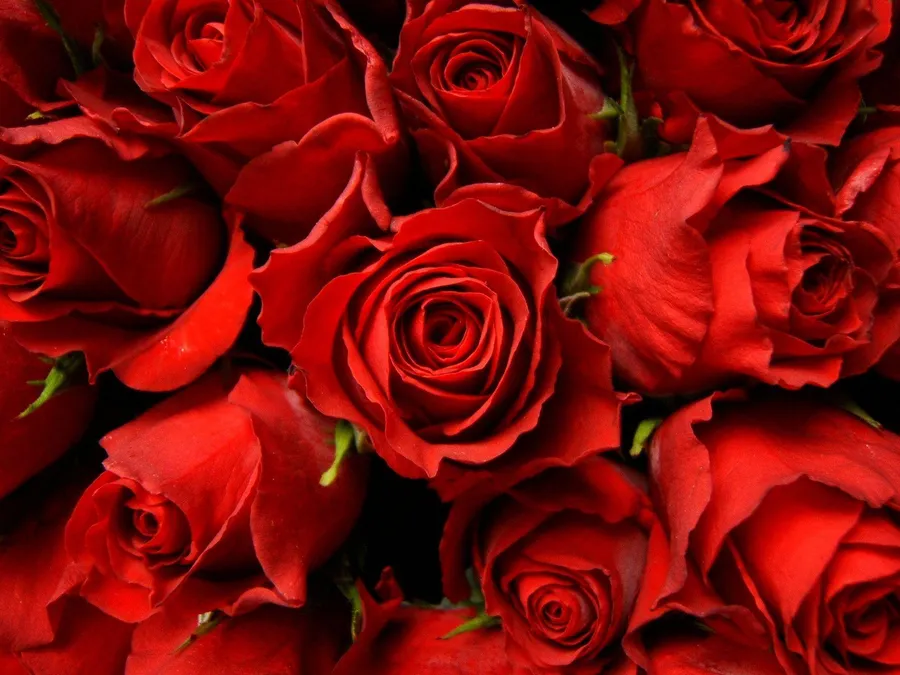Red Roses background
