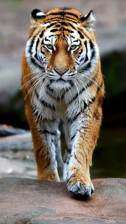 Majestätischer Bengalischer Tiger Ansatz