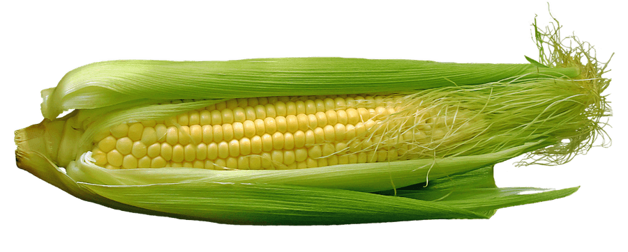 Fresh Corn Cobwith Husk