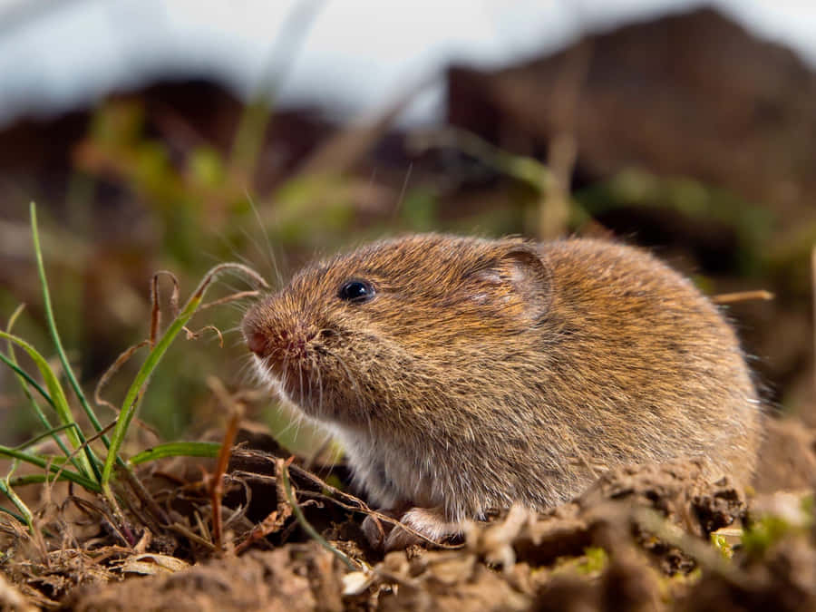 Feldmaulwurf im natürlichen Lebensraum.jpg
