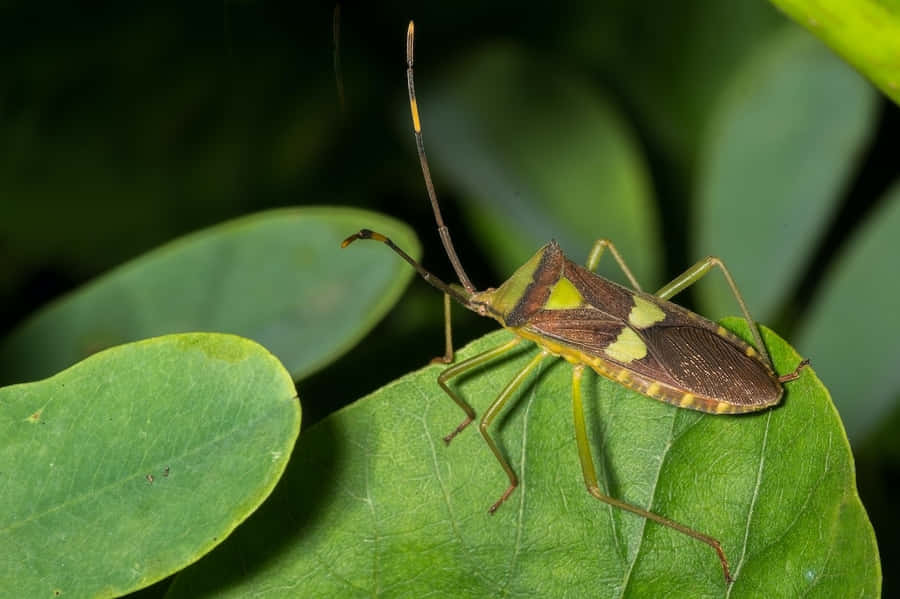 Blattfüßiger Käfer auf grünem Blatt.jpg