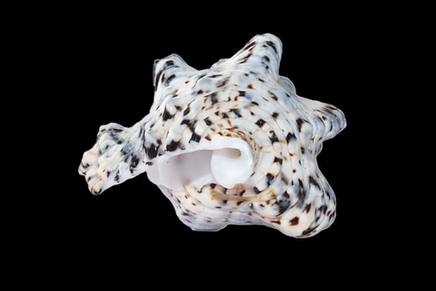Textured Marine Shellon Black Background