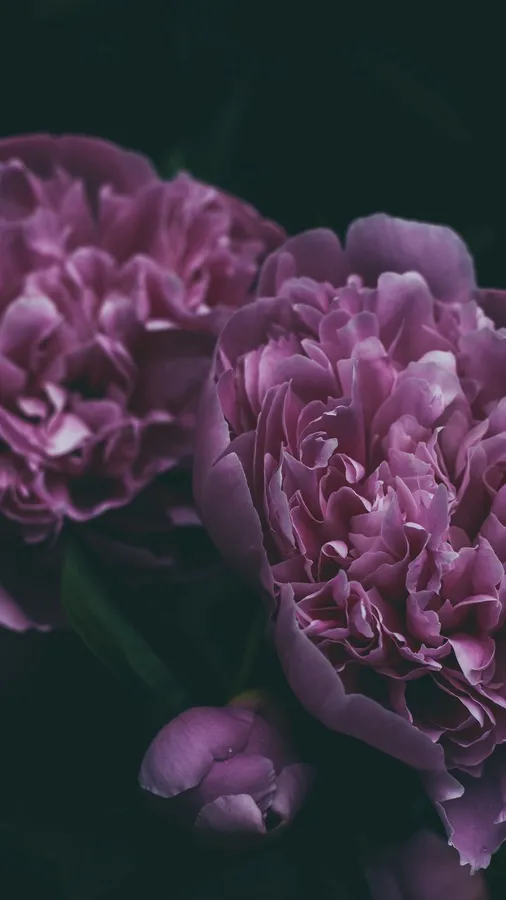 Peony Iphone