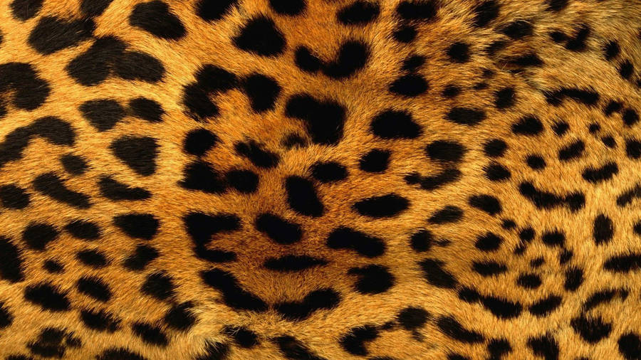 Leopard cool pattern wallpaper