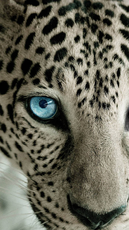 Download Leopard Wallpaper For Android Wallpaper | Wallpapers.com