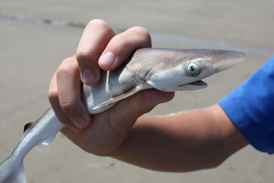 BegleiteBaby Shark bei seinem nächsten Wasserabenteuer!