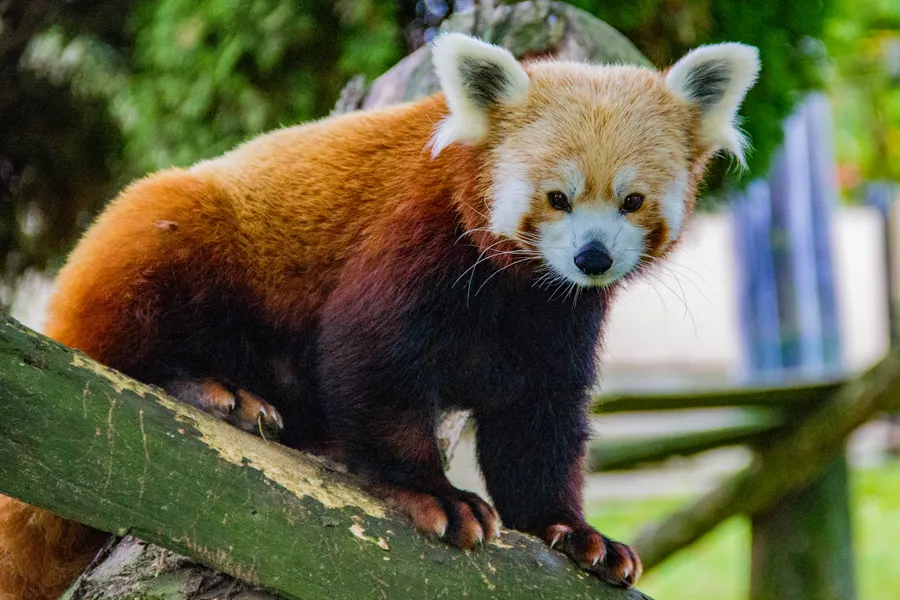 Red panda white sharp claws wallpaper