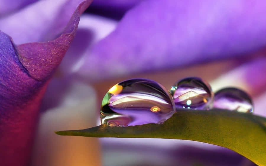 VerführerischerHintergrund mit drei Tau-Tropfen-Wasser.