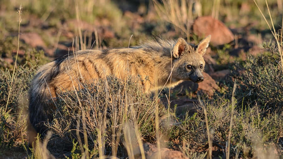 Aardwolf em Habitat Natural