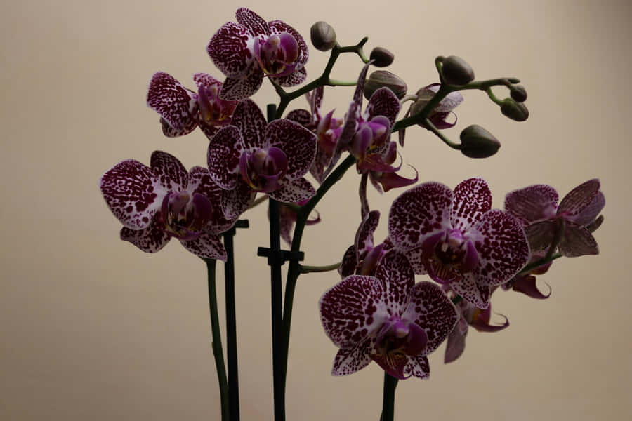 Bellezza delle Orchidee a Macchie Viola