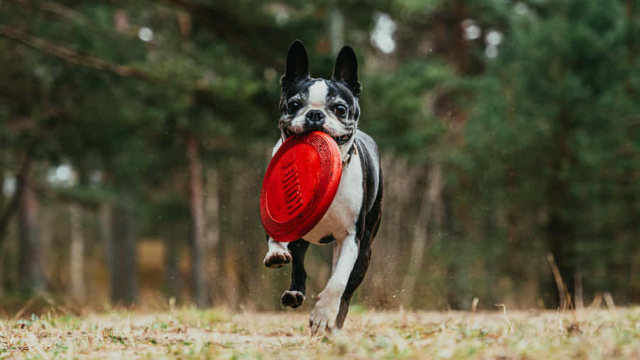 1440pHintergrundbild mit einem Frisbee spielenden Boston Terrier