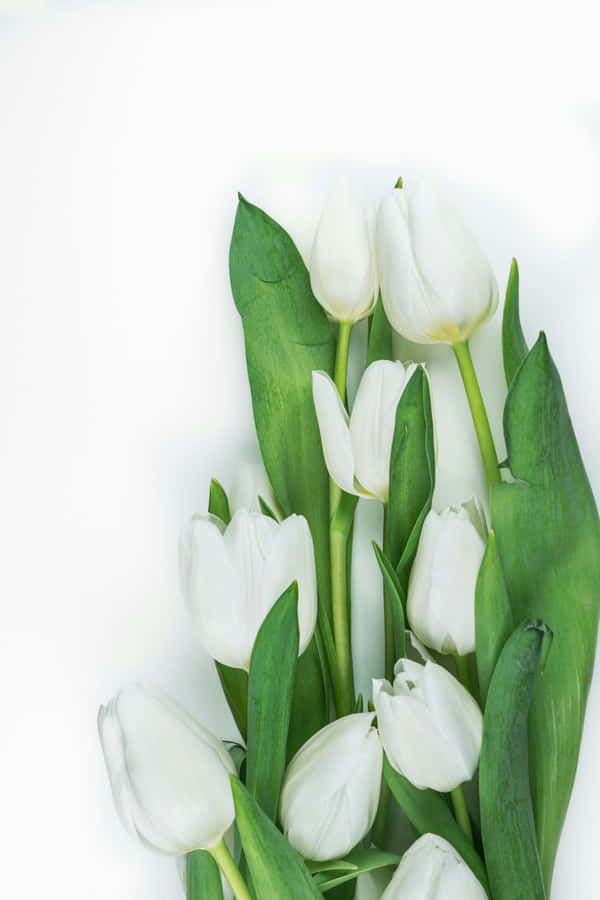 Composizione di Tulipani Bianchi Eleganti