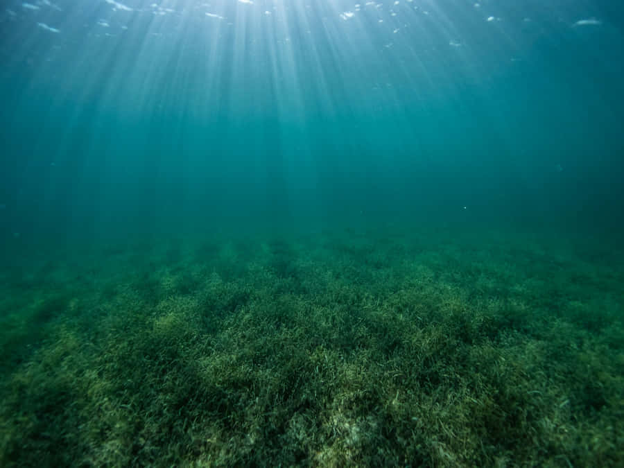 Unterwasser-Seetangbett Sonnenstrahlen