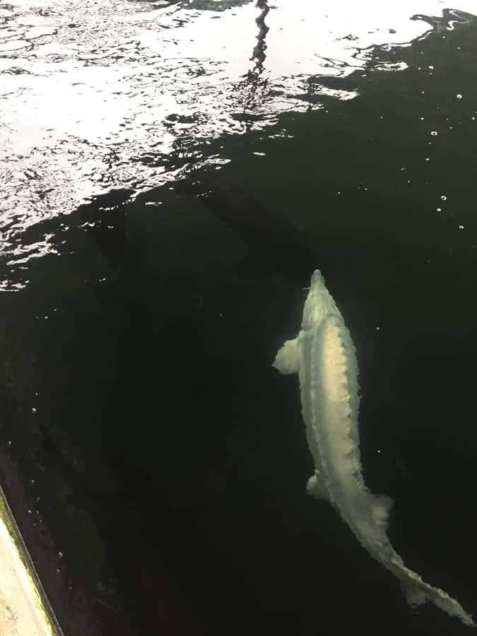Beluga Sturgeon Nuotando in Acque Scure