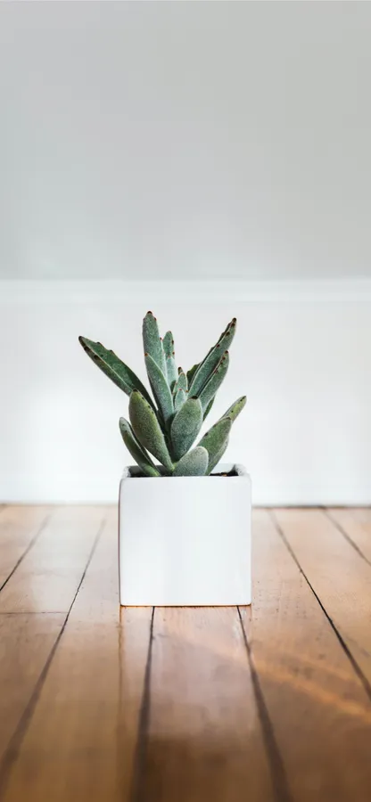 Succulent Iphone