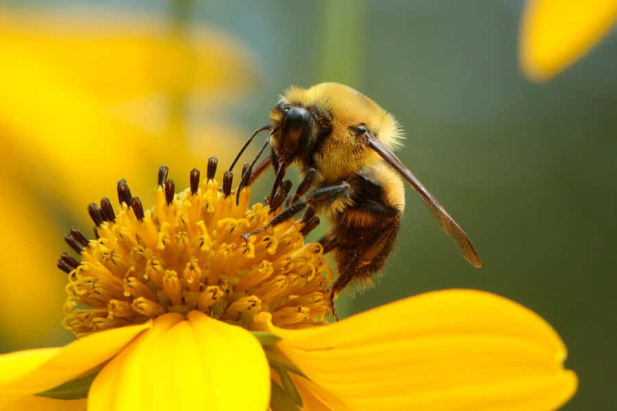 Ape Solitaria su Fiore Giallo