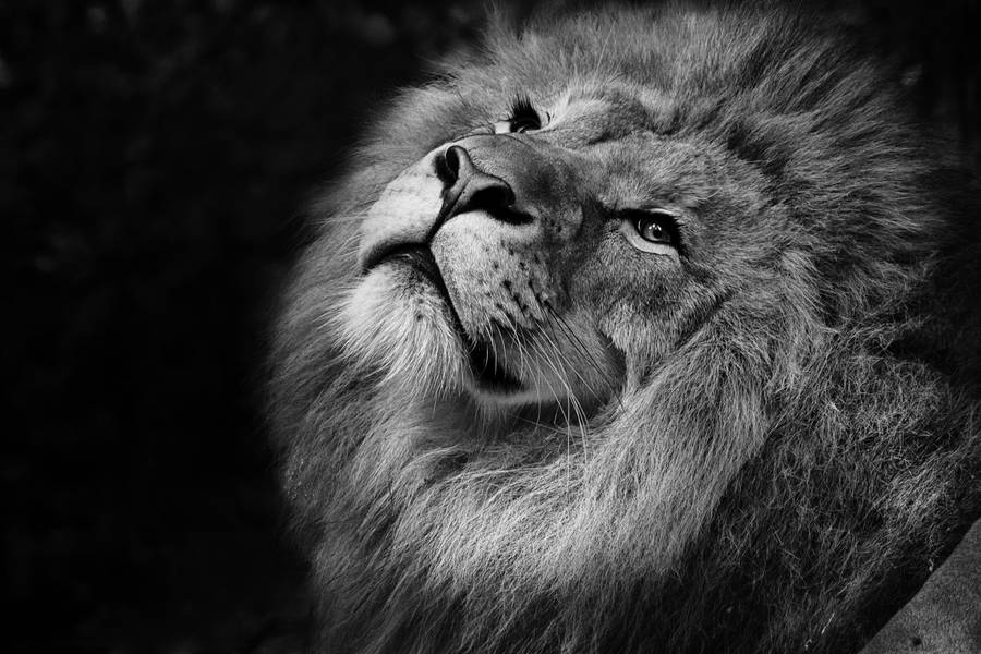 Download Lion, Bw, Muzzle, King Of Beasts, Mane Wallpaper 