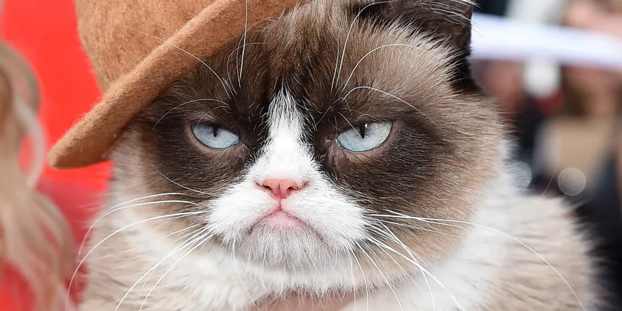 Grumpy Cat pictures