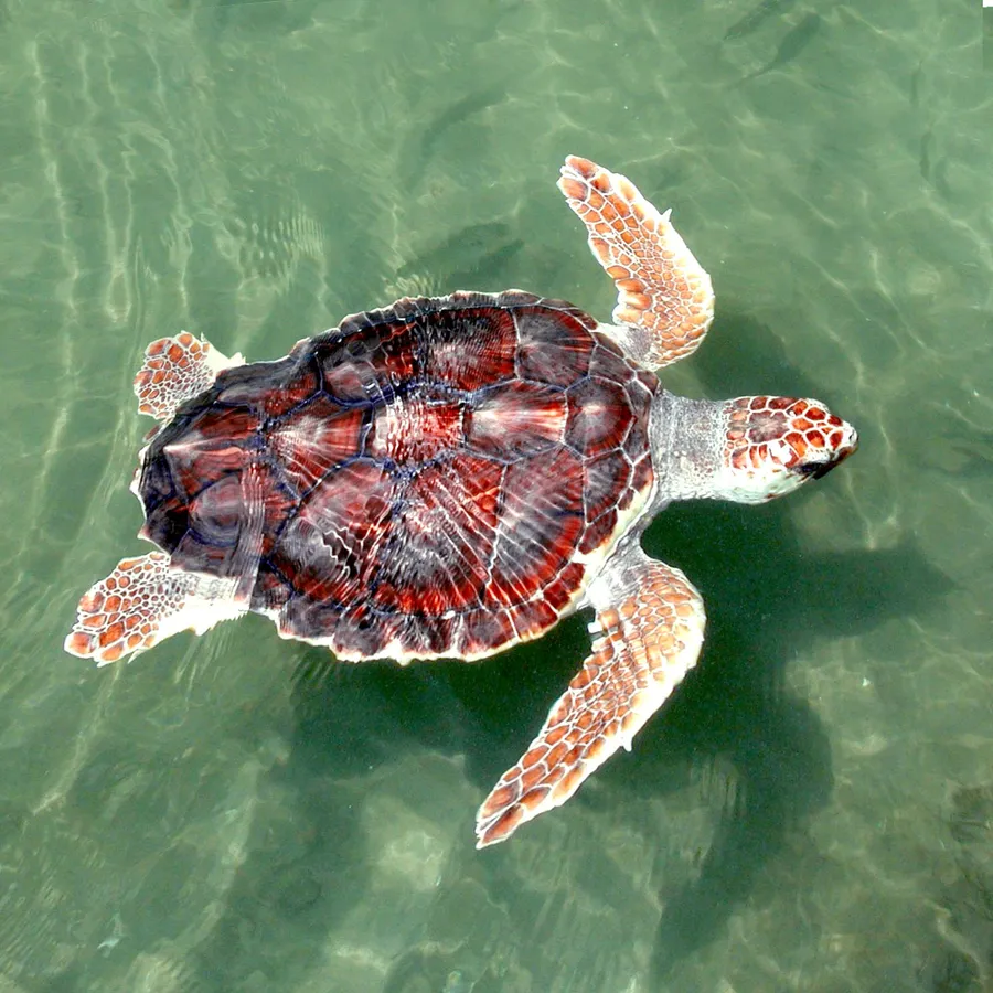 Turtle pictures