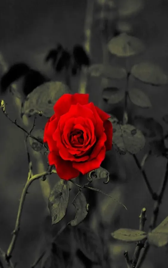 Rose Mobile