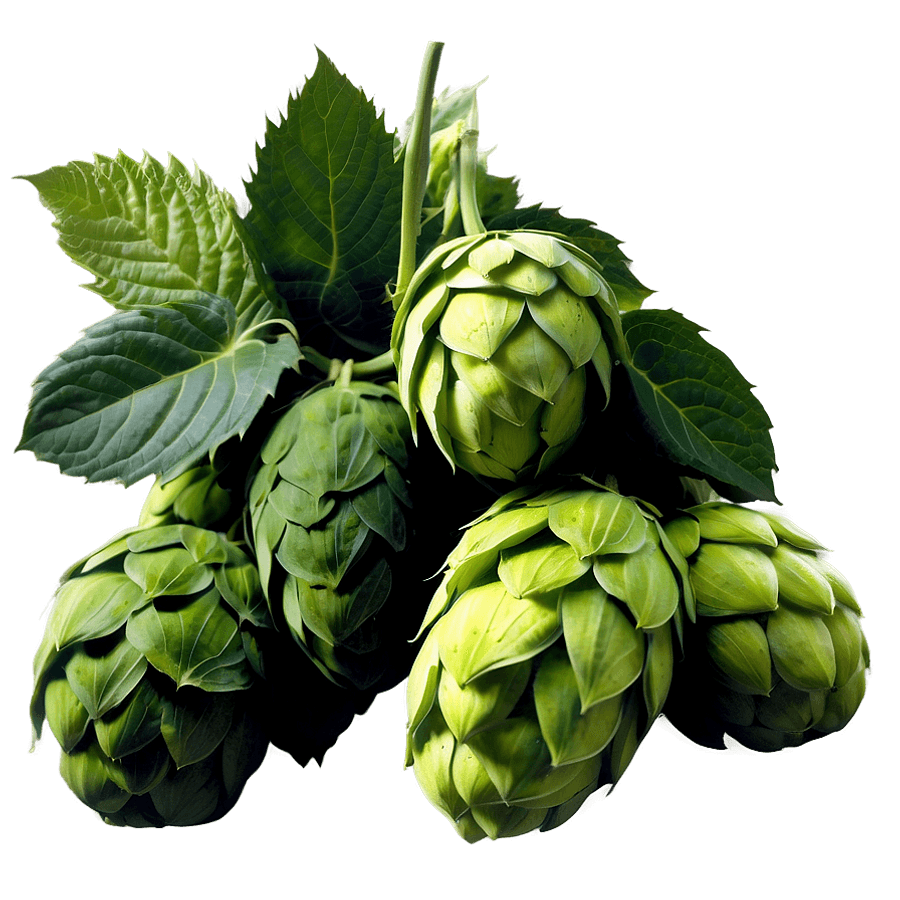 Hops Harvest Scene PNG olx