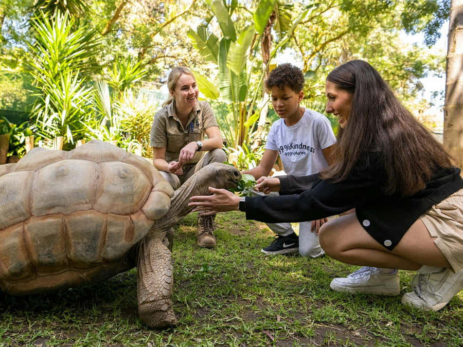 Interaktiv Sköldpadds Möte Adelaide Zoo