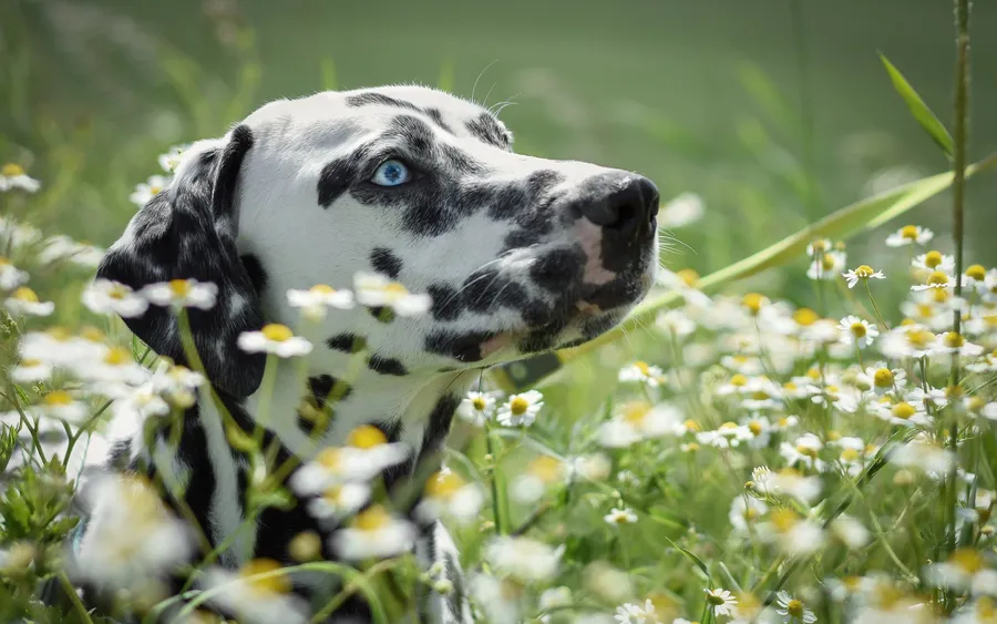 Dalmatian background