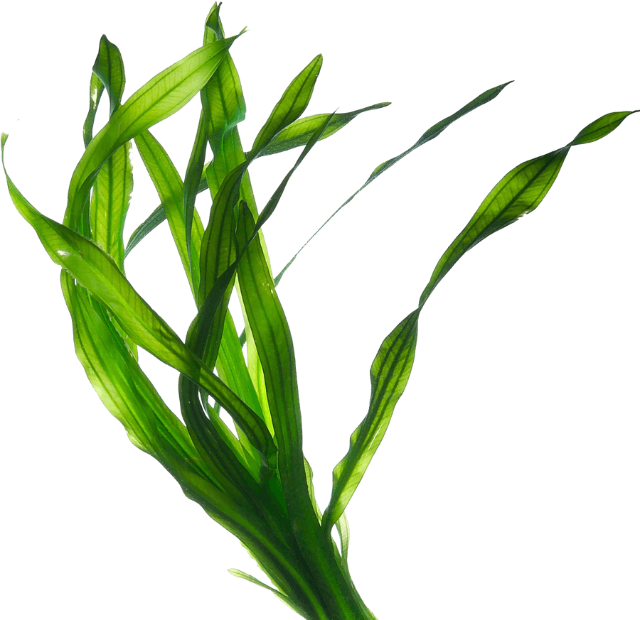 Green Seaweed Transparent Background