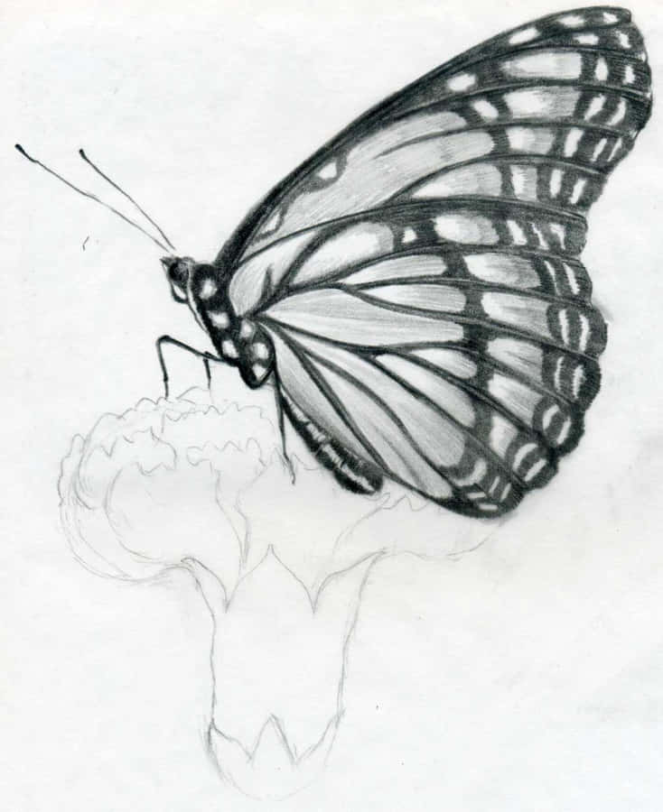Esboço de Borboleta em Flor