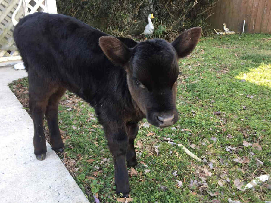 Niedliches schwarzes Kalb im Freien