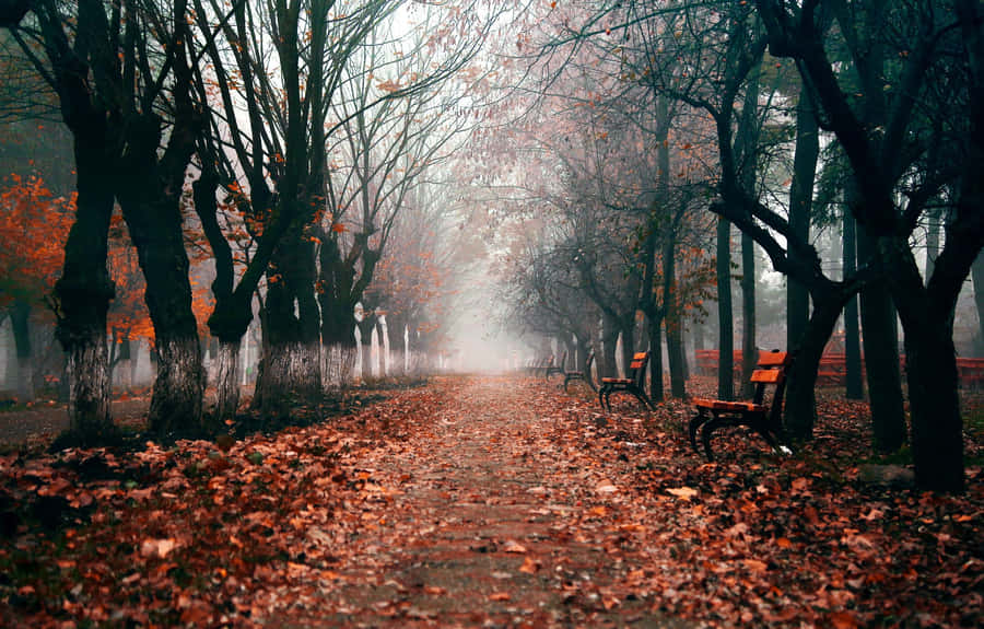 Nebeliger Herbstparkweg