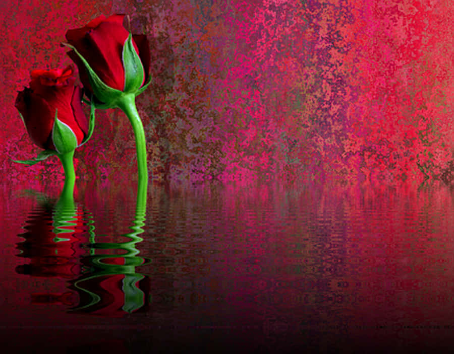 Red Rose Reflection Artwork