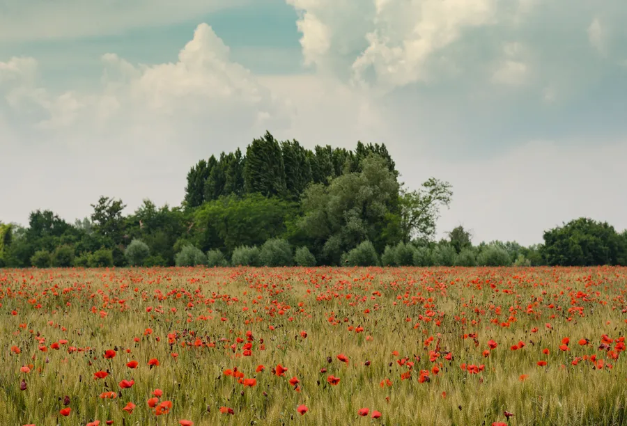 Verdant Orange Meadow wallpaper