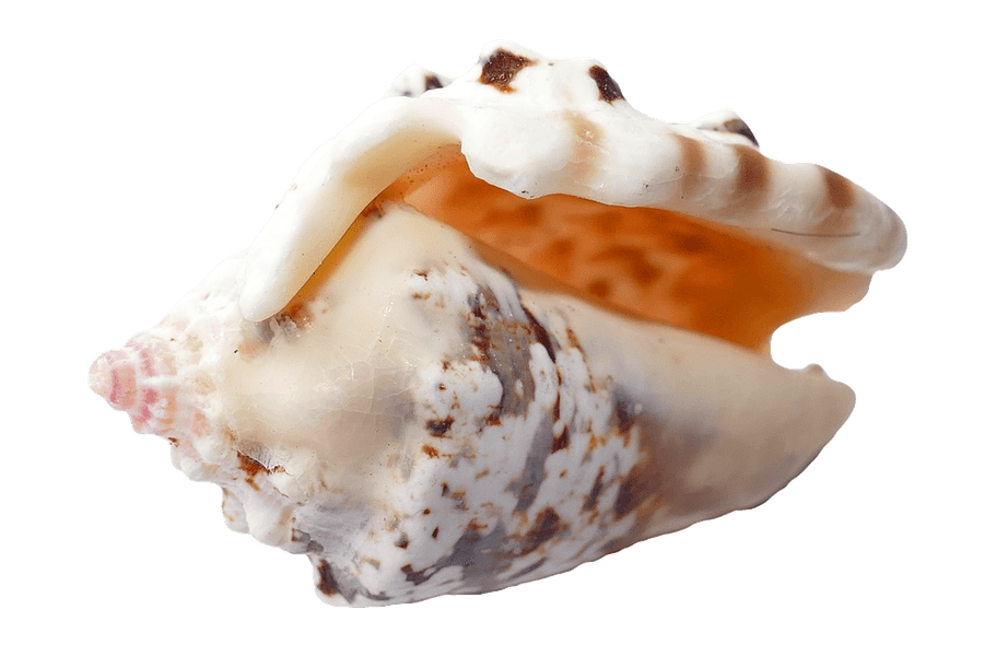 Spiral Seashell Isolated