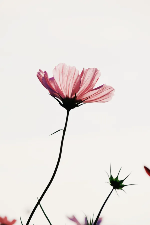 Flower Background