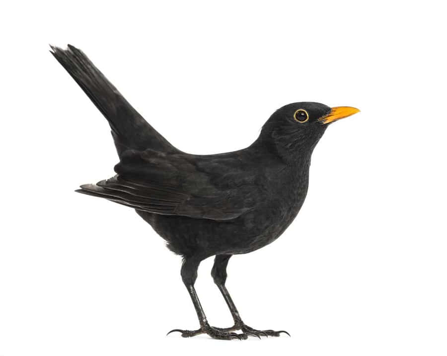 Perfil de Pássaro Preto em Fundo Branco