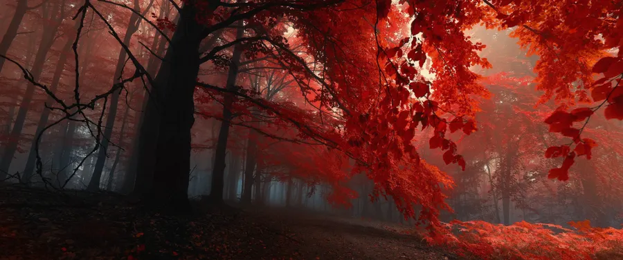 3440x1440 Fall
