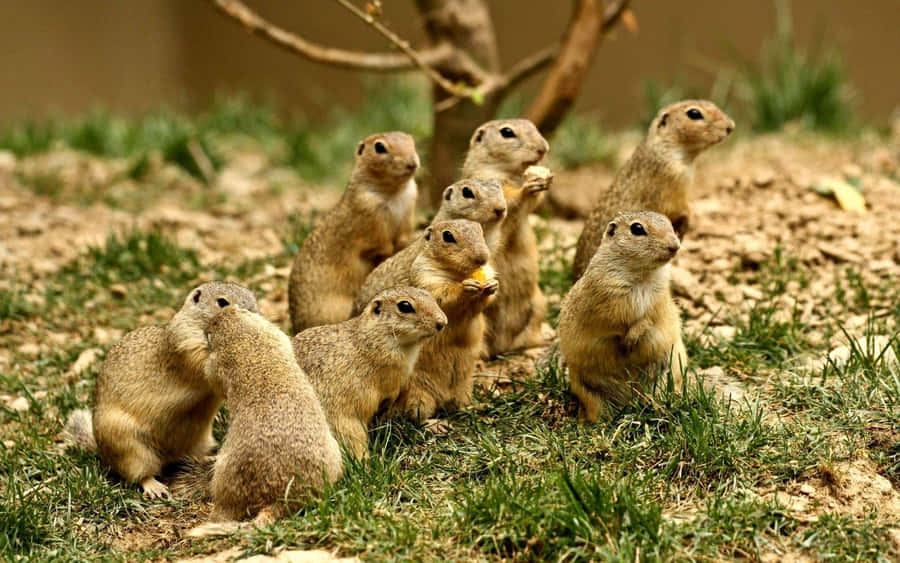 Cani della Prateria Allerta in Raduno