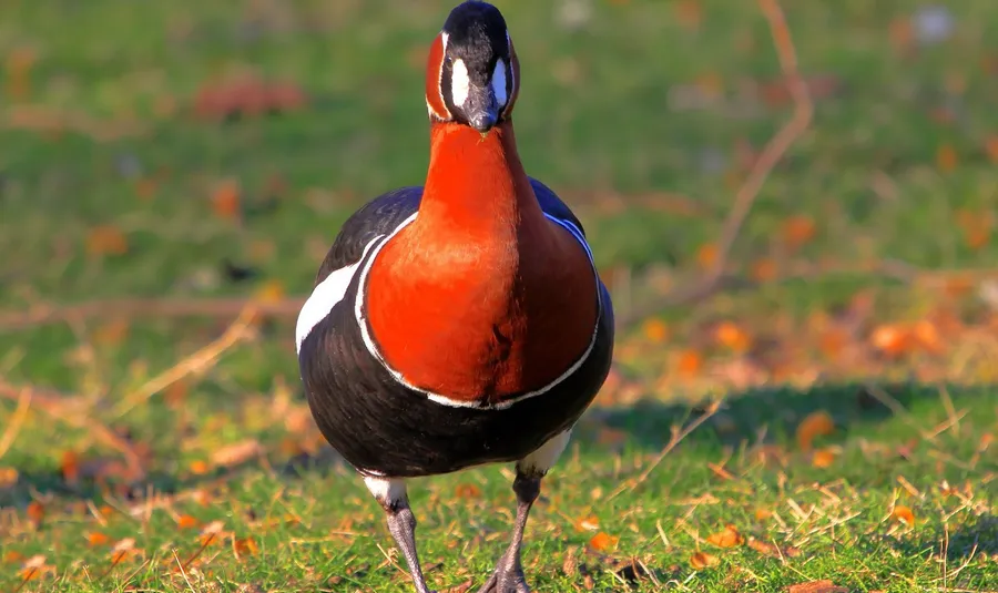 Rare Goose
