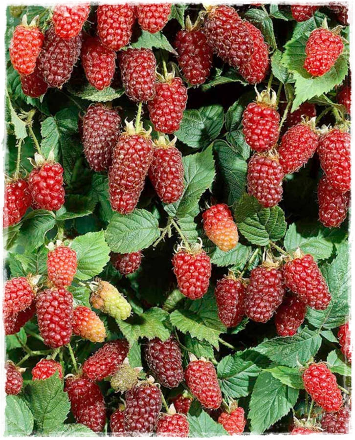 Download Loganberries Poster Wallpaper | Wallpapers.com