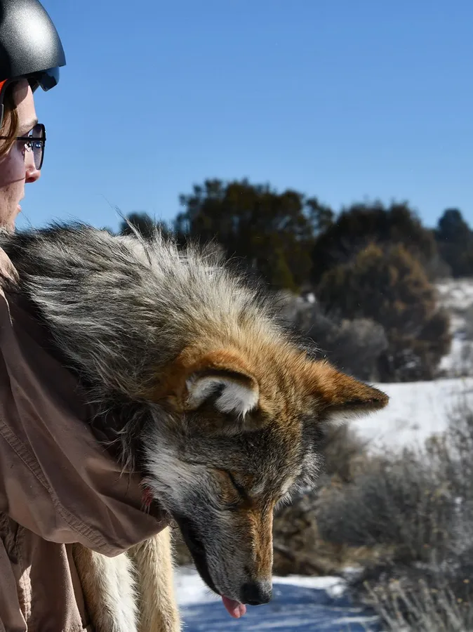 Wolf pictures