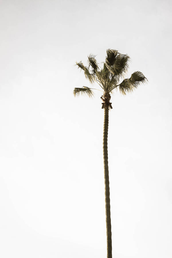 Lone tall palm tree on stark white sky wallpaper.