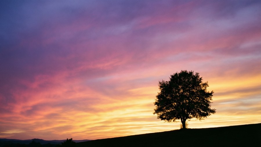 A sunset sky with a lone tree silhouette on a hill.